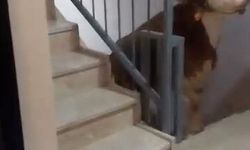 Kesmek için büyükbaş hayvanı 6'ıncı kata çıkardı