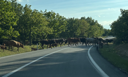 Kırklareli’nde Sığır Sürüsü Yolu Kapattı