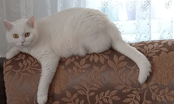 Kırklareli’nde Evcil Hayvanlara İlgi Artıyor