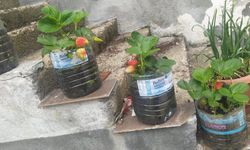 Kırklareli’nde Ev Tipi Çilek Yetiştiriciliği Yaygınlaşıyor