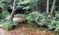 Piknik Alanları Canlanıyor