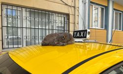 Taksi Üzerinde Uyuyan Kedi İlgi Odağı Oldu