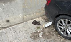 Sokak Hayvanlarının Zorlu Yaşamı Kamerada
