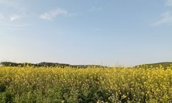 Kanola Tarlaları Sarıya Büründü