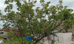 Kırklareli’nde Elma Ağaçları Çiçeklendi