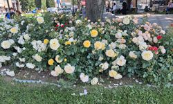 Kırklareli’nde Parklar Çiçeklerle Renklendi