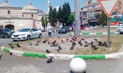 Güvercinler Kavşağı Mesken Tuttu