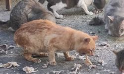 Kırklareli’nde Sokak Kedileri Unutulmuyor