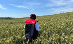 Hububat Tarlalarında Süne Takibi Başladı