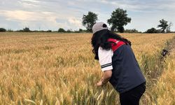 Süne Mücadelesinde Nimf Sürveyi Sürüyor