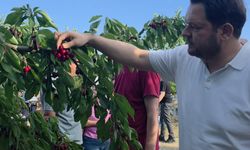 Pınarhisar’da Kiraz Hasadı Etkinliği Düzenlendi