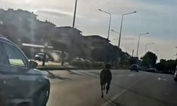 Başıboş at ana yolda trafiği tehlikeye attı