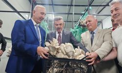 Tünelde üretilen istiridye mantarının ilk hasadı gerçekleştirildi
