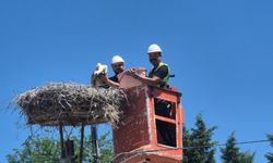 Tekirdağ'da Leylek Festivali
