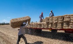 Kırklareli'nde saman balyası mesaisi: Günde 500 balya taşıyorlar