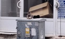 Kırklareli’de Yavru Kedilere Karton Kutulu Koruma