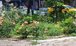 Peyzaj Çalışmaları Kent Estetiğine Katkı Sağlıyor