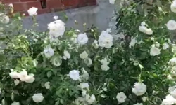Kırklareli’nde Beyaz Güller Görsel Şölen Oluşturdu