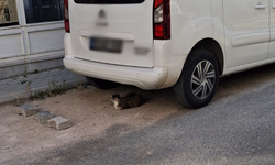 Sıcak Hava Kedileri Gölgelere Yöneltti