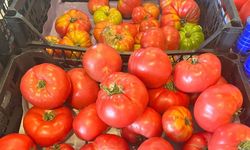 Bahçe Domatesi İlgi Topladı