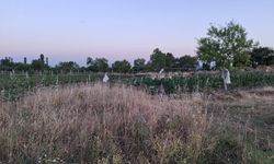 Korkuluklar Ürünleri Korumaya Devam Ediyor