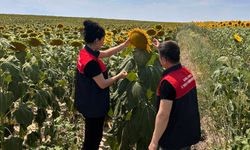 Pehlivanköy’de Ayçiçeği Tarlalarında Fenolojik Gözlem