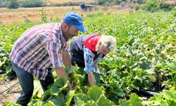 Eskitaşlı’da Çerezlik Kabak Demonstrasyon Alanı İncelendi