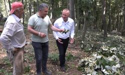 Kilosu ormanda 3 bin lirayı buluyor...Ihlamur ormanlarında ölümüne cesaret