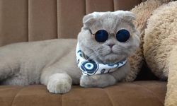 Veterinerlerin "yaşamaz" dediği kedi, denizde yüzdü, Uludağ'da kayak keyfi yaptı