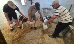 Kırklareli'nde şaşırtan doğum: Bir inek üçüz doğurdu