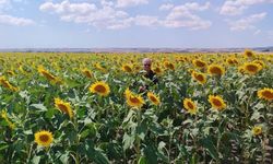 Anıza ayçiçeği ekimi yapan çiftçi kazanıyor