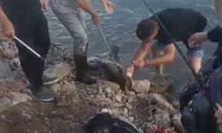 Meriç Nehri'nde yakaladığı 30 kiloluk yayın balığını nehirde oltası ile gezdirdi