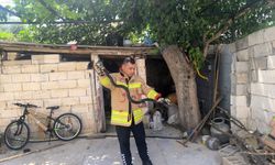 Evin bahçesinde görülen 2 karayılan paniğe neden oldu