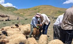Yüksekova’da hayvanların aşılama ve kimliklendirme çalışmaları sürüyor