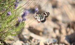 Harput'ta lavanta üzerindeki kelebeklerden görsel şölen