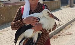 Yerde bitkin halde bulduğu yaralı leyleğe sahip çıktı