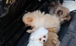 Kapıkule'de kaçak yollarla yurda sokulmak istenen 5 yavru köpek ele geçirildi