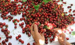 ABD ve Avrupa kirazda bu aromayı özellikle istiyor