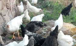 Kırklareli Kırsalında Doğal Üretim Sürüyor