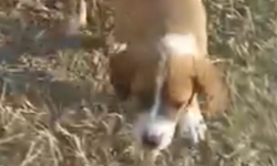 Kırklareli'nde Yavru Köpek İlgi Odağı Oldu