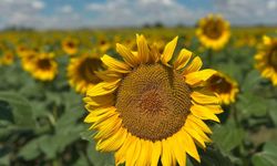 Vize, Ayçiçekleriyle Sarardı