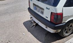 Kırklareli’nde Sıcak Hava Sokak Hayvanlarını Gölgeye Yöneltti