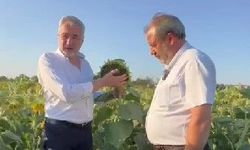 Vekil Sarıçam’dan Yerli Ayçiçeği Tohumuna Destek