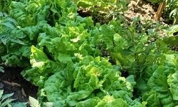 Sebze Bahçeleri Verimli Görüntüsüyle Dikkat Çekti