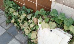 Betonların Arasında Hayata Tutunan Sarmaşık