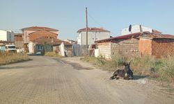 Yol Kenarında Dinlenen Eşek Gülümsetti