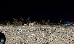 Gece Saatlerinde Görüntülendi: Tilki Şaşırttı