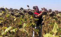 Kırklareli’nde Yerli Hibrit Ayçiçeği Ekimleri Kontrol Ediliyor