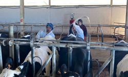 Kırklareli’nde Ari İşletme Çalışmaları Sürüyor