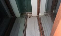 Yazla Birlikte Büyük Çekirgeler Görülüyor